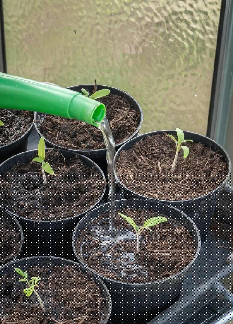 andreasgoellner-young-plants-4892086_1280©Pixabay