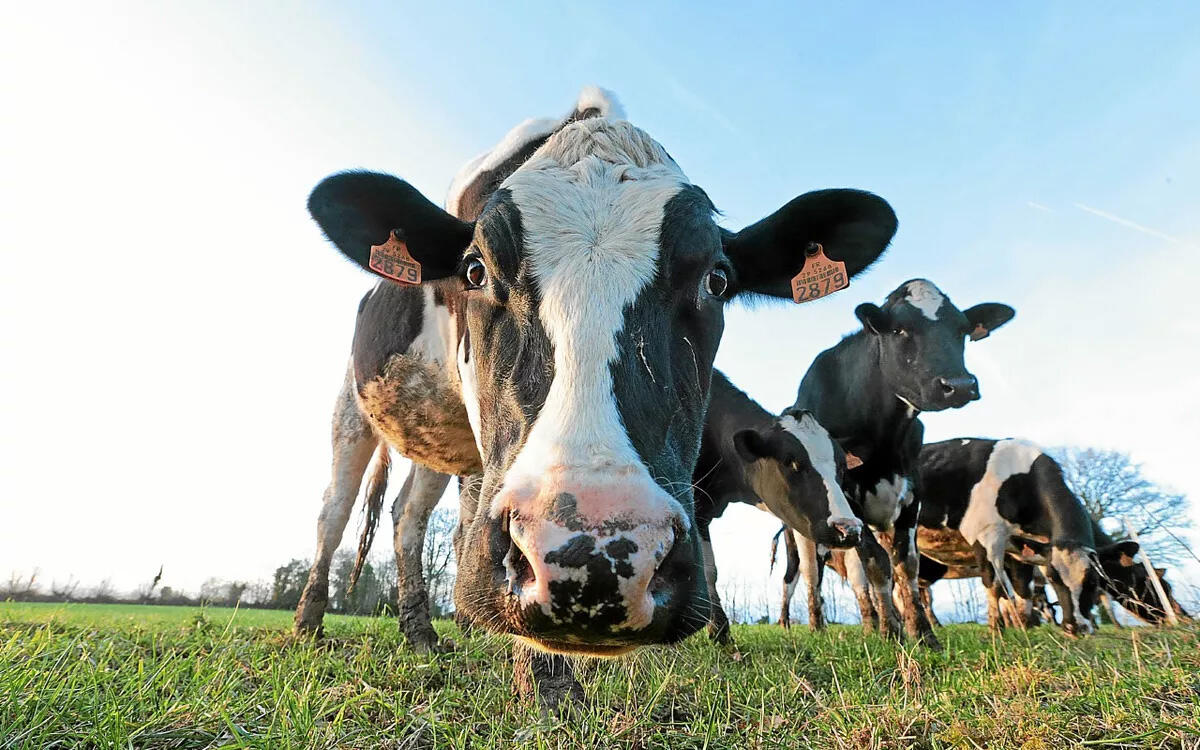 comice agricole
