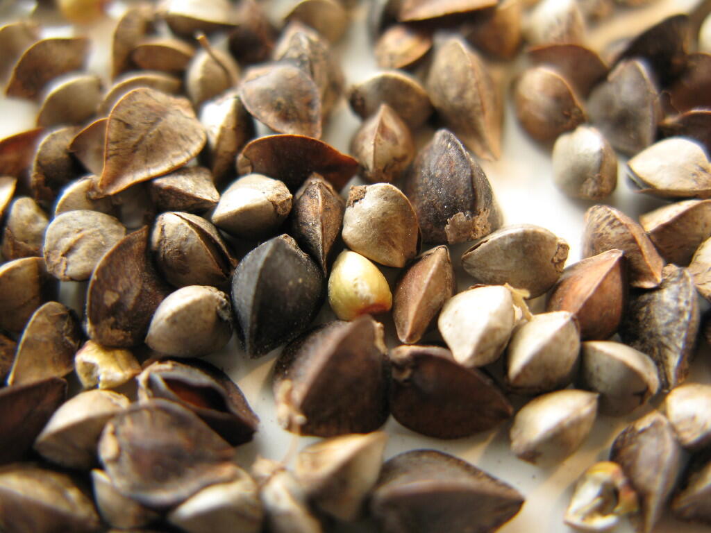 graines_de_sarrasins_s