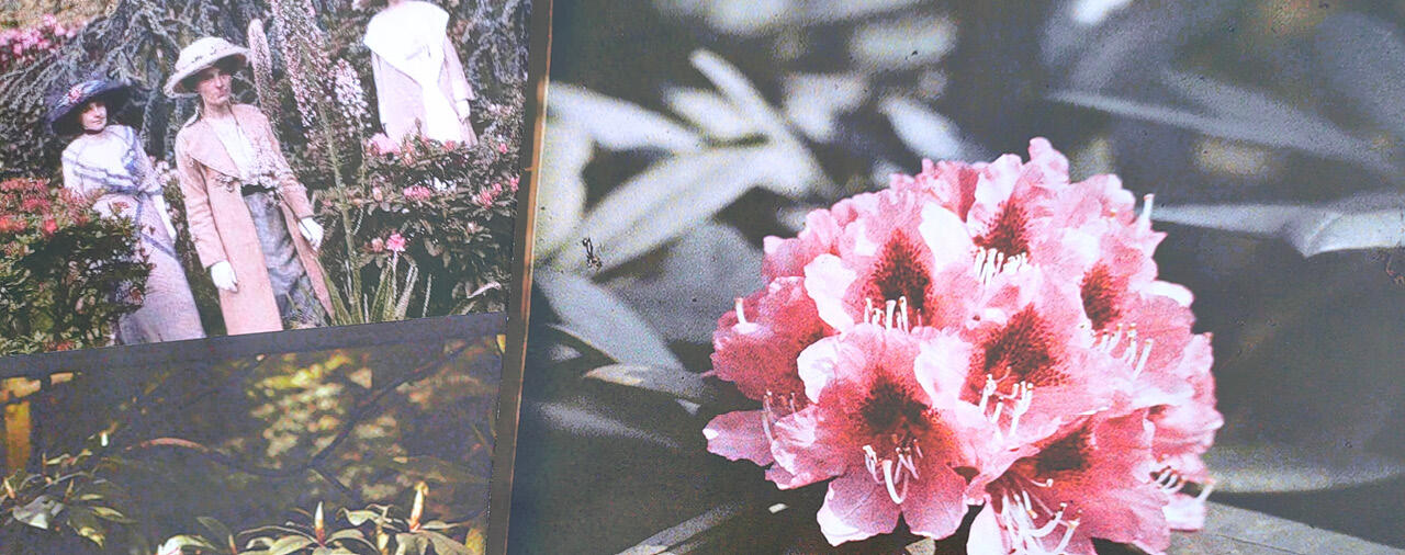 Images du jardin d'Albert Kahn au domaine de Trévarez