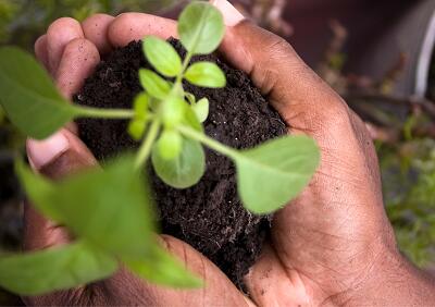 semis - grainofête Baud