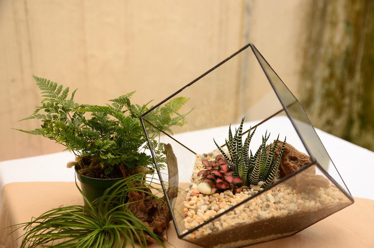 terrarium-2548384_1280