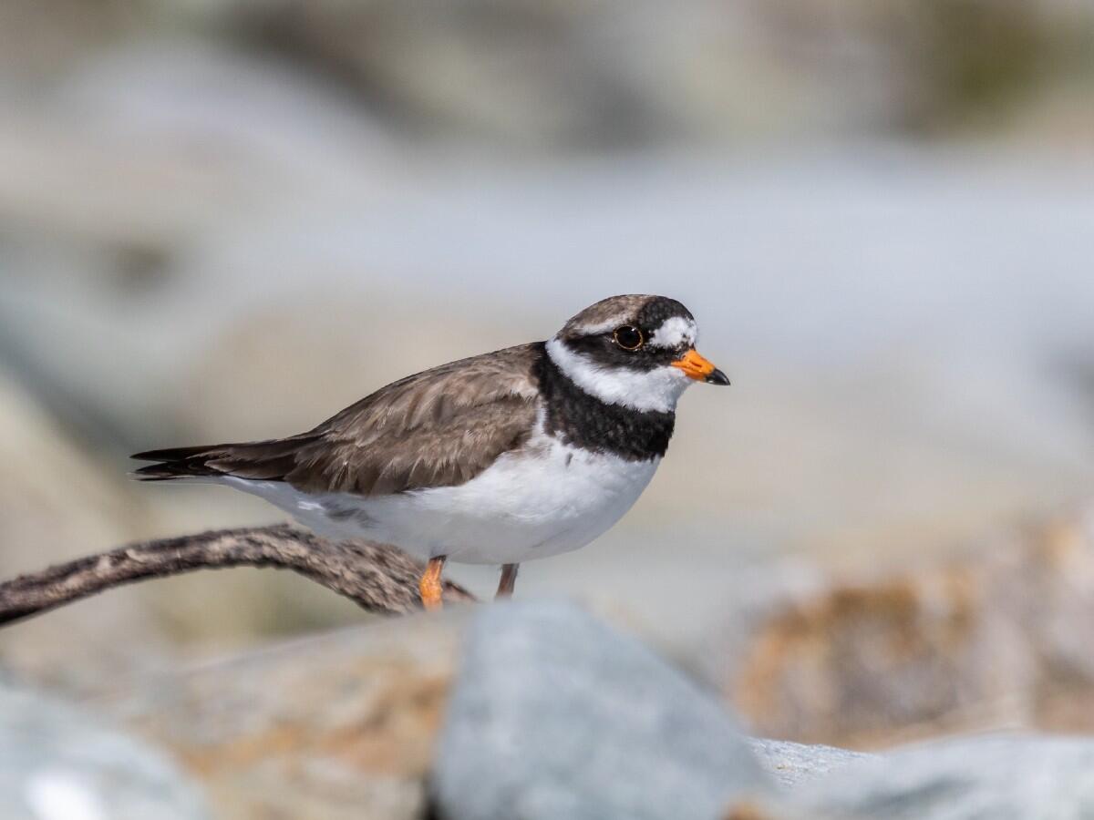 Oiseau