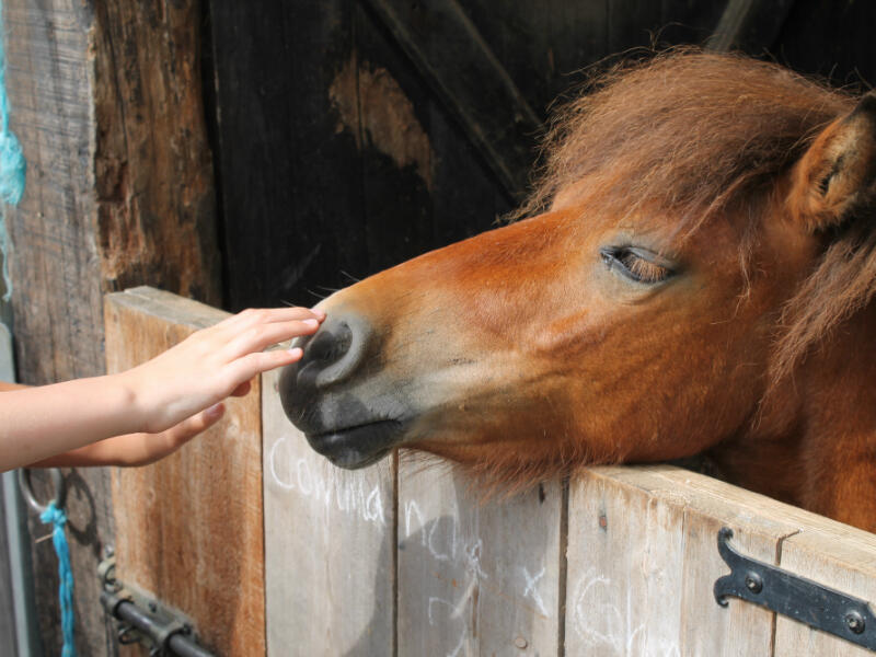Cheval