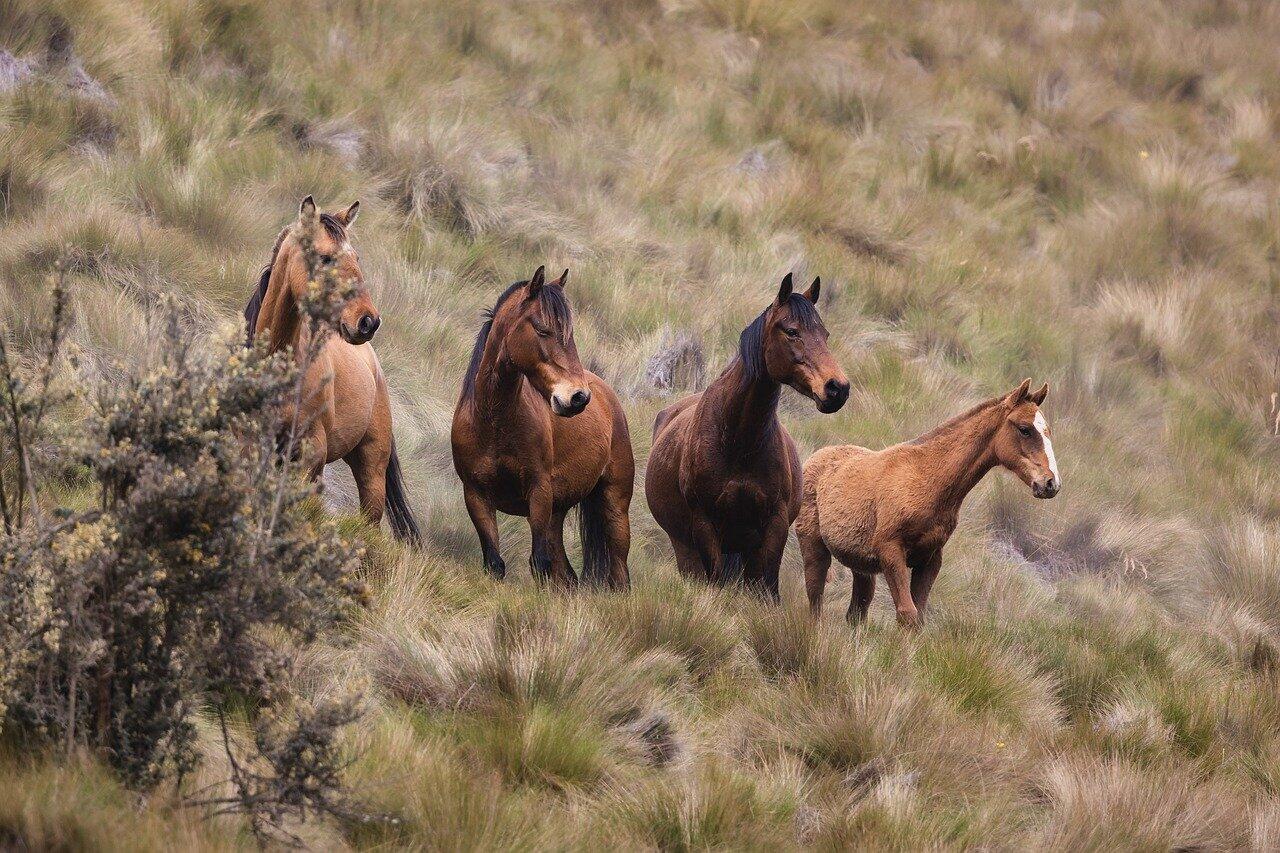 Exposition photo chevaux ©Pixabay