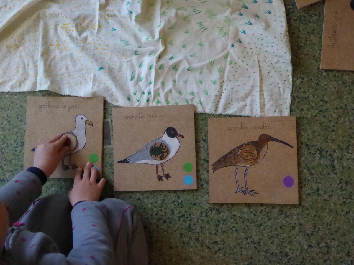 Histoire-Oiseaux
