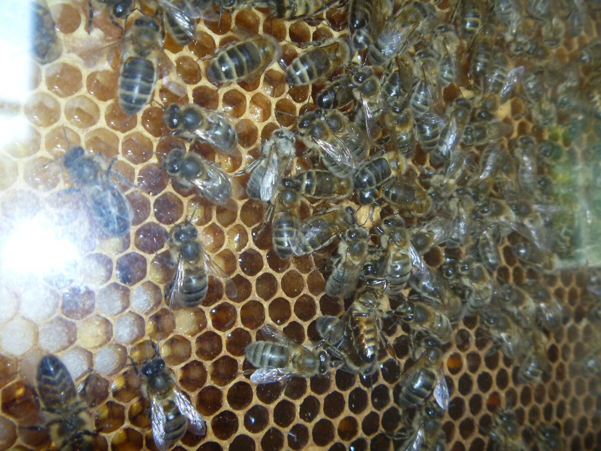 abeilles