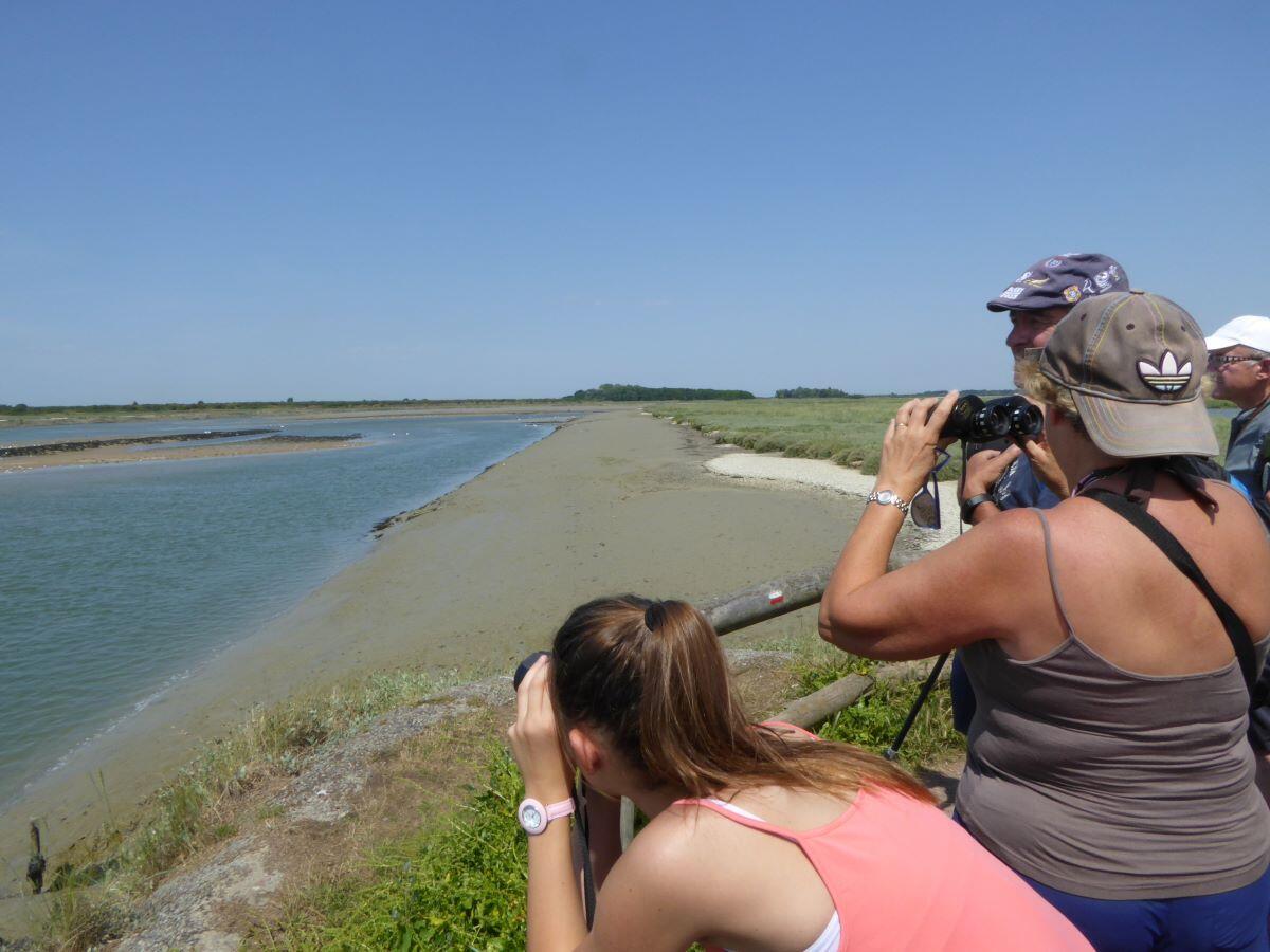 Les oiseaux de l'estuaire