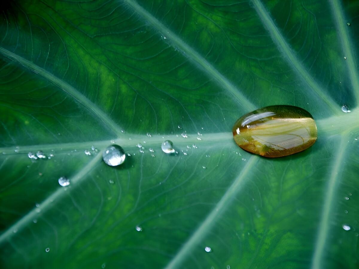 naturopathe