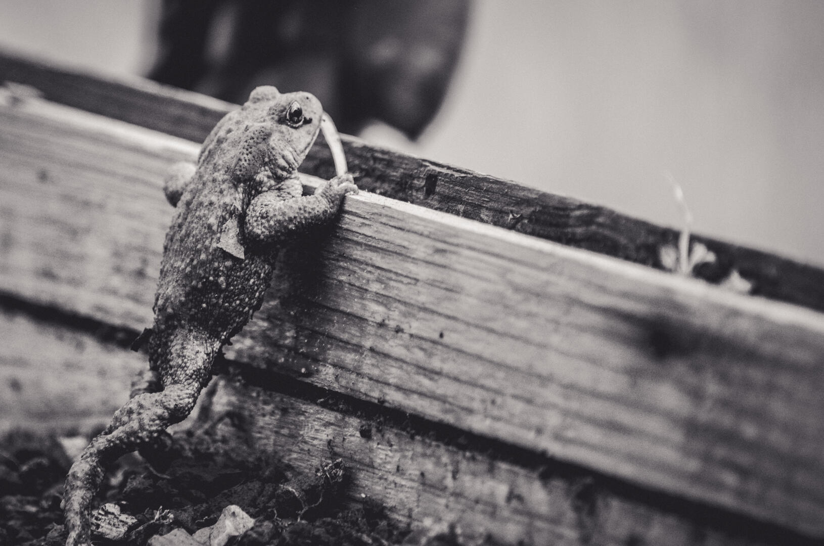 beagillot_crapaud_(2)