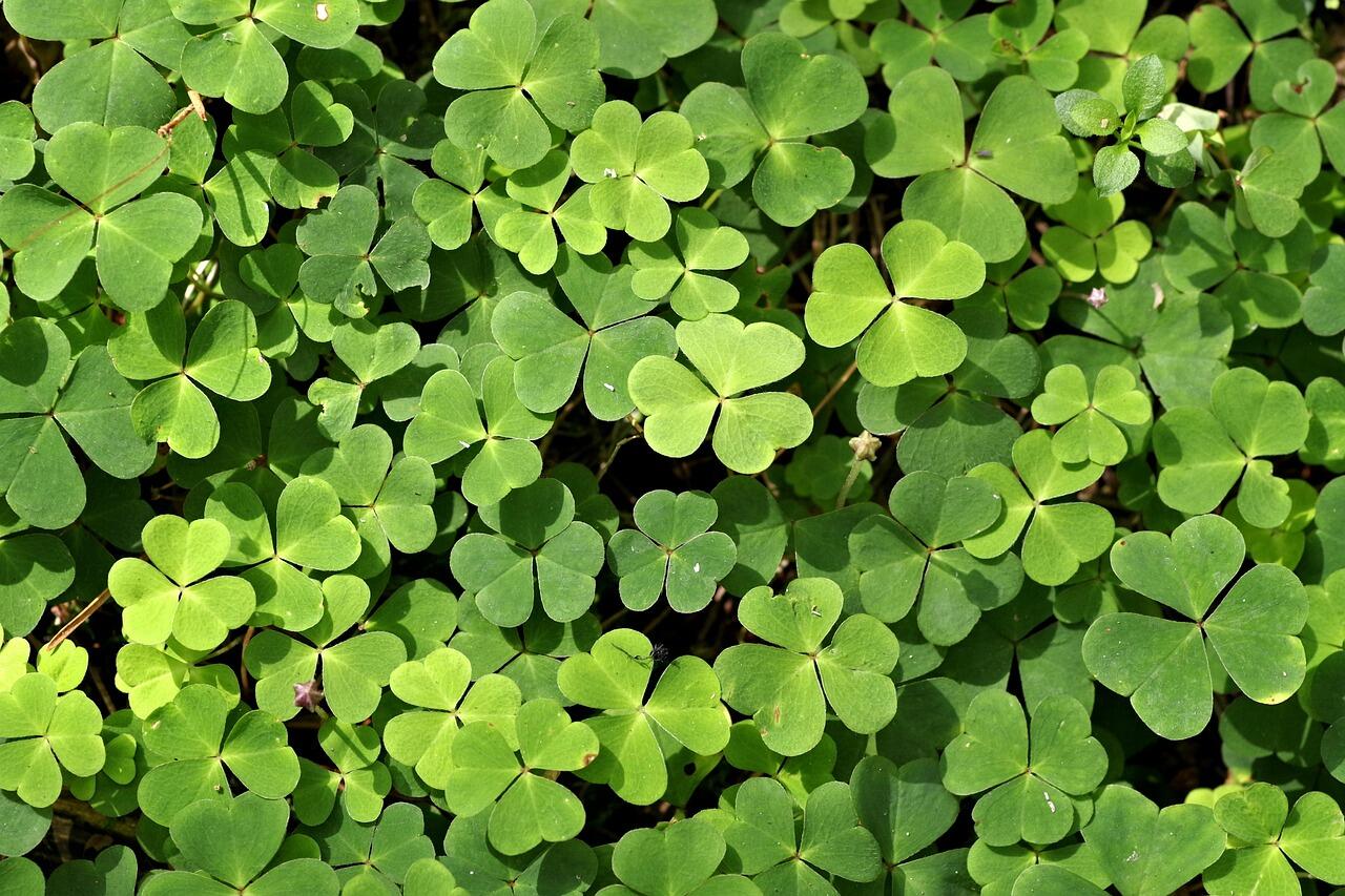 clover-2677604_1280