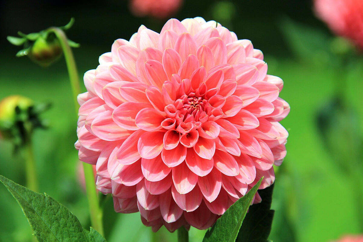 fleur