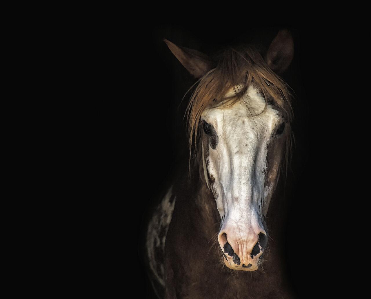 horse-3198112_1280