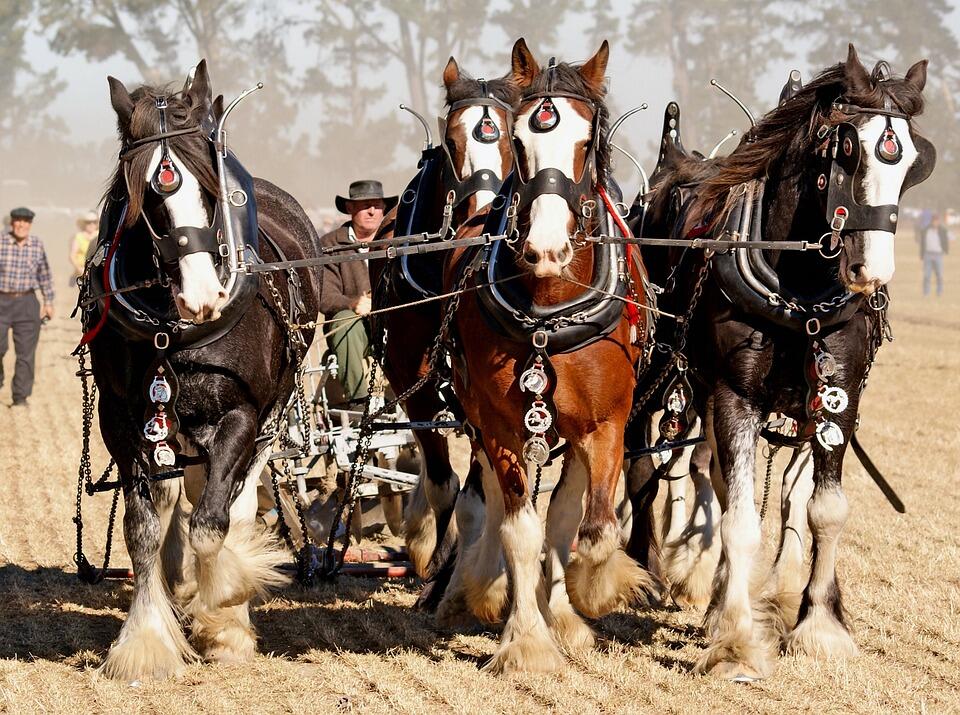 horses