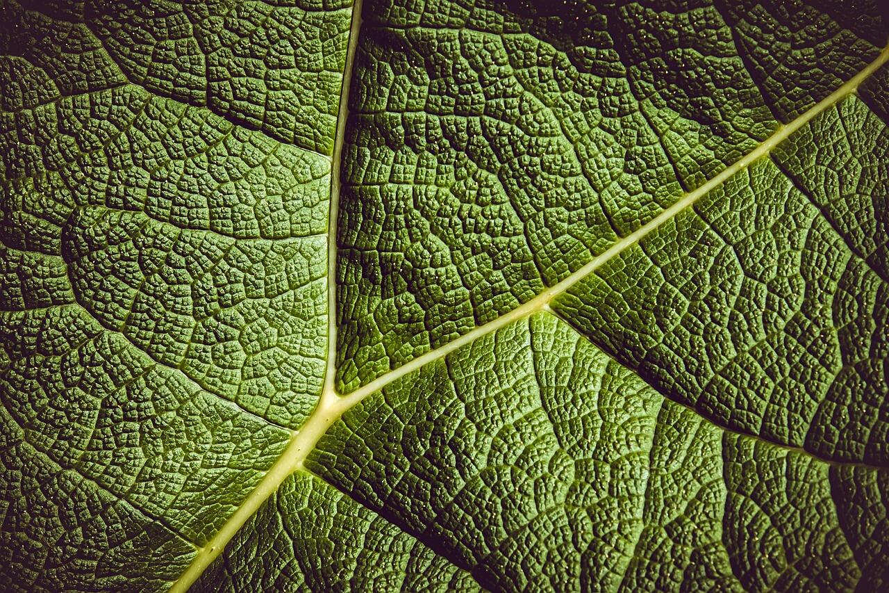 leaf-3504797_1280