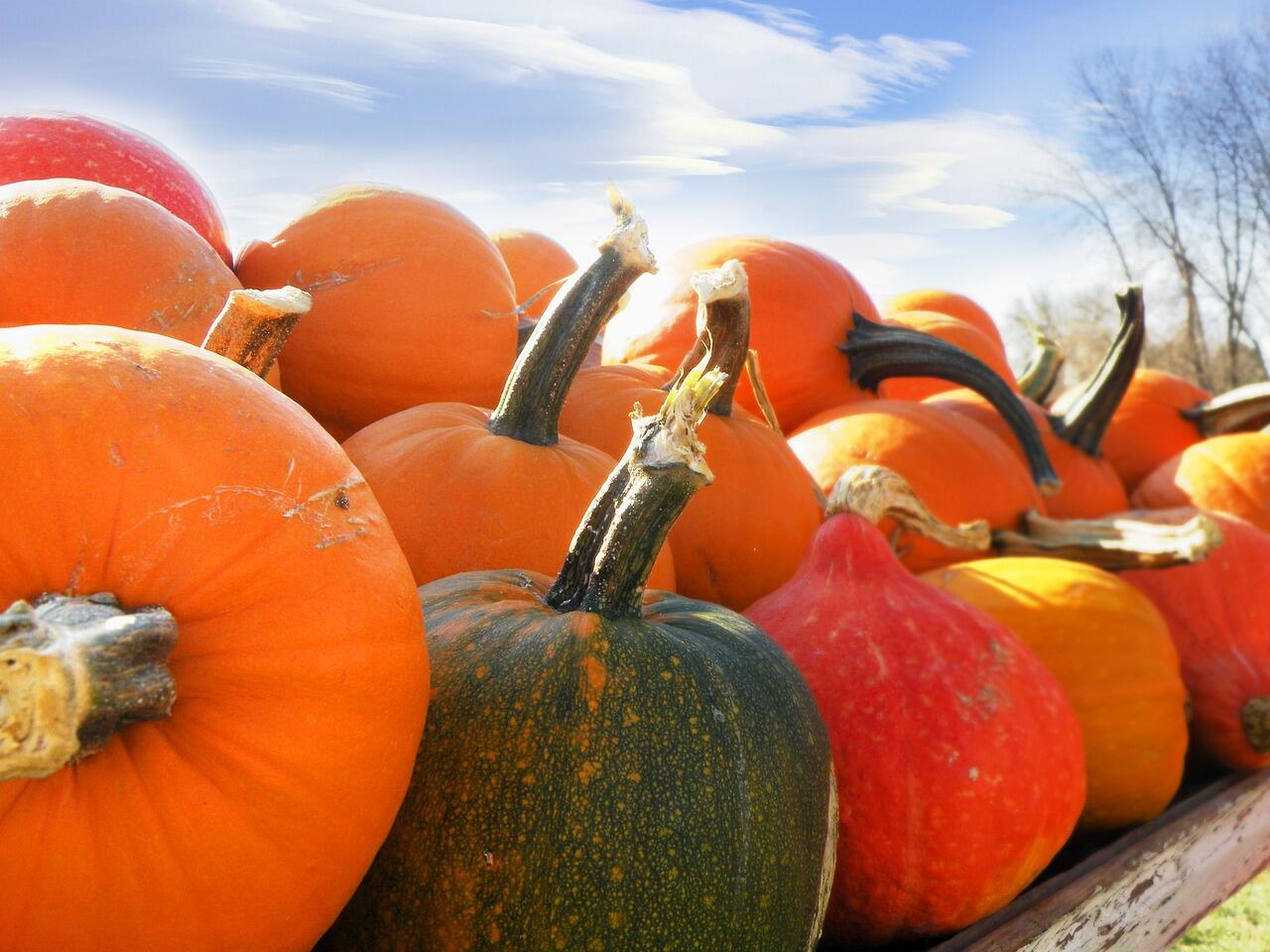 vente de courges