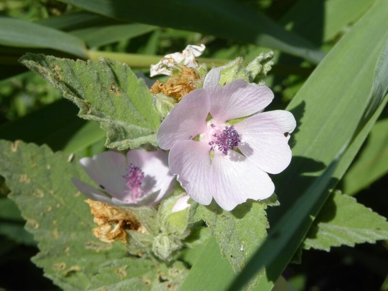 plantes médicinales