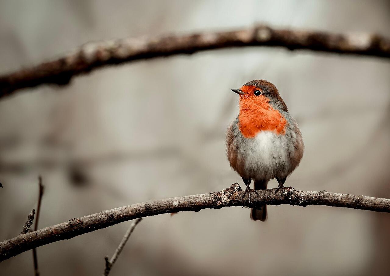 robin-6906521_1280
