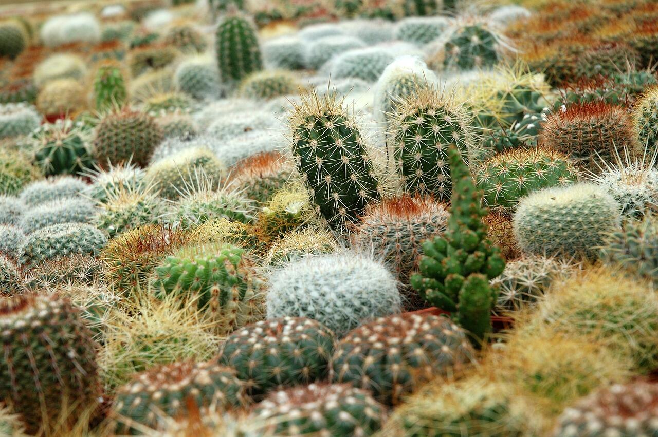 succulent-3460497_1280