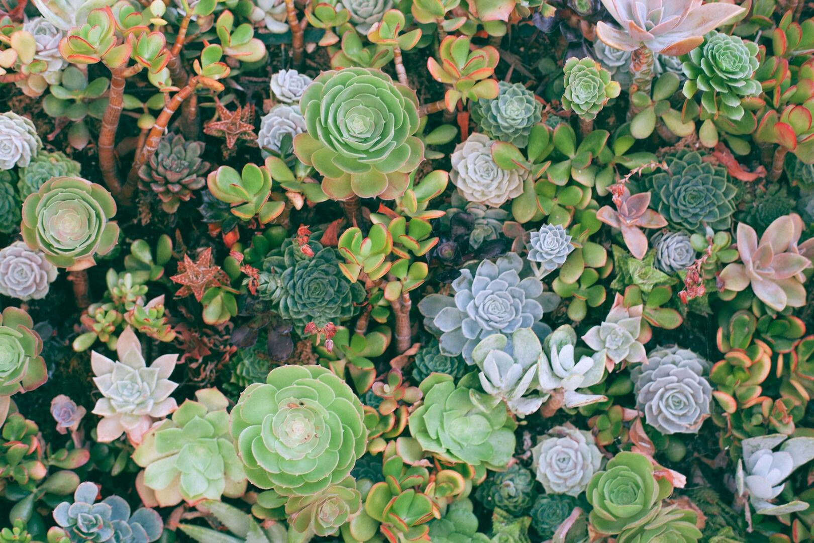 succulentes