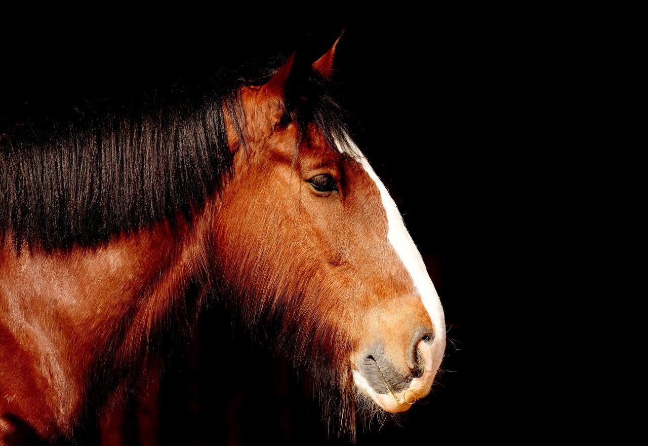 shire-horse-2197214_1280