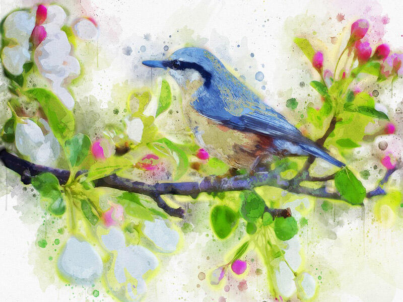 spring-bird-2851893_960_720