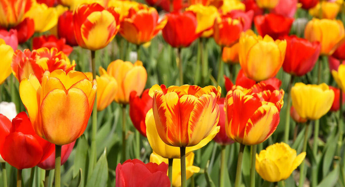 Fleurs