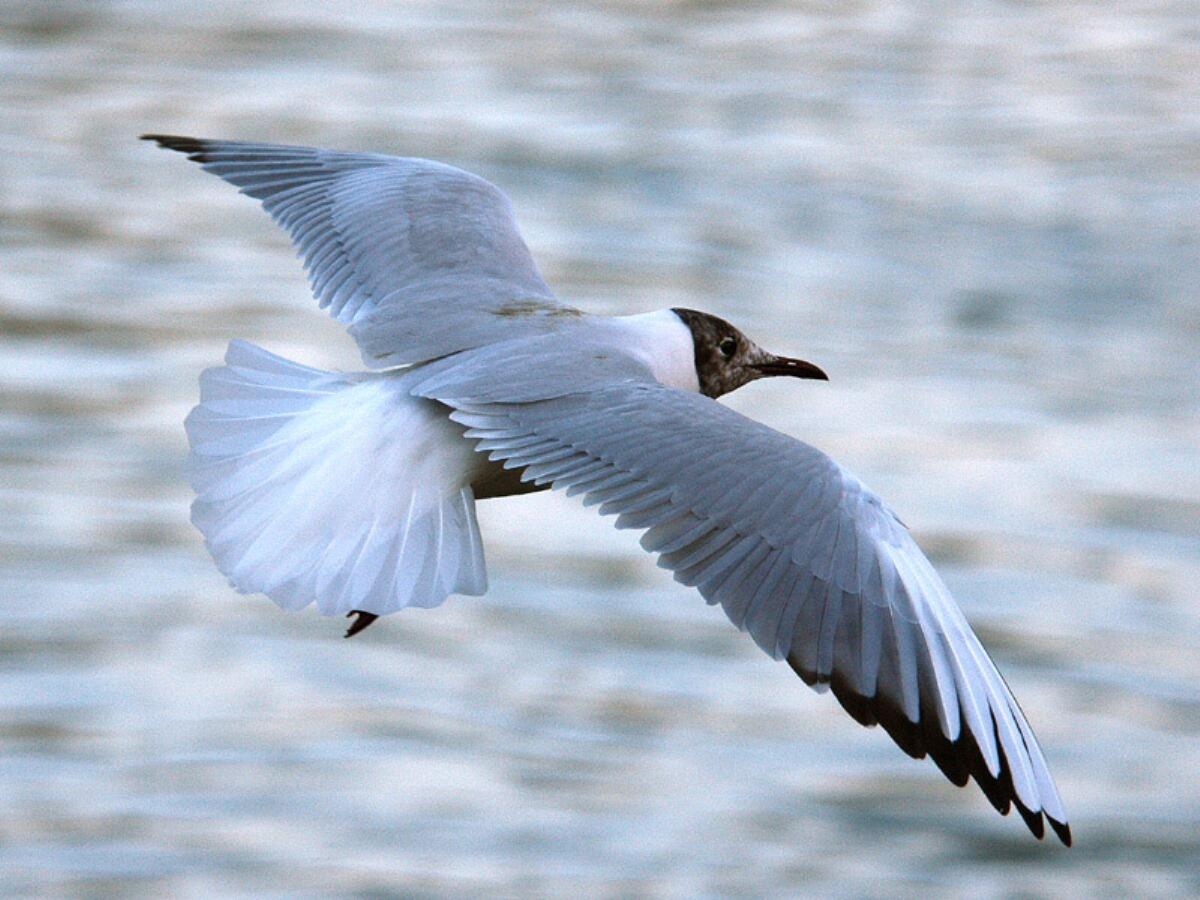 migration en mer