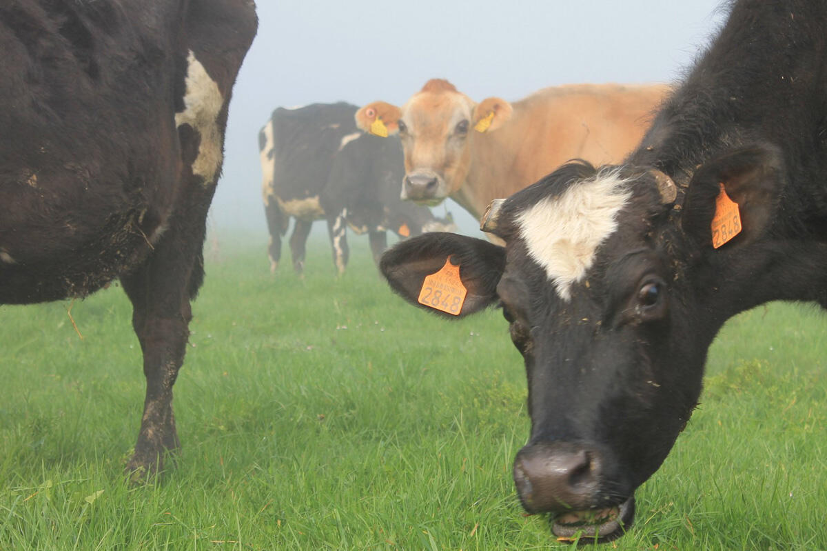 Vaches