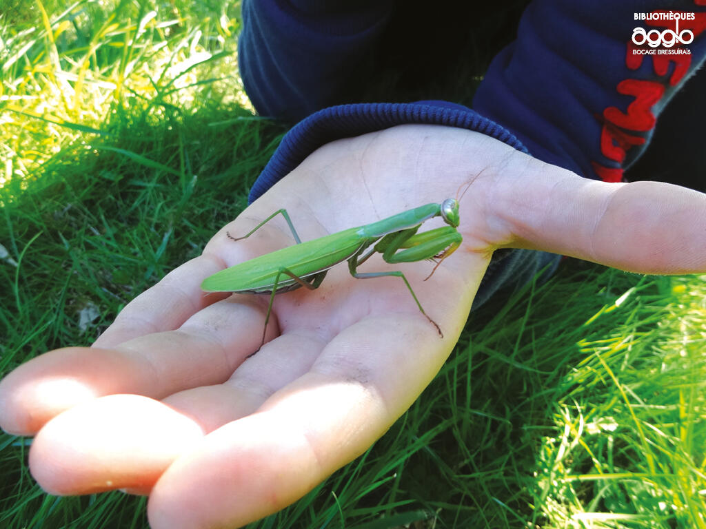 Agenda OT Les insectes et leurs super pouvoirs CSL