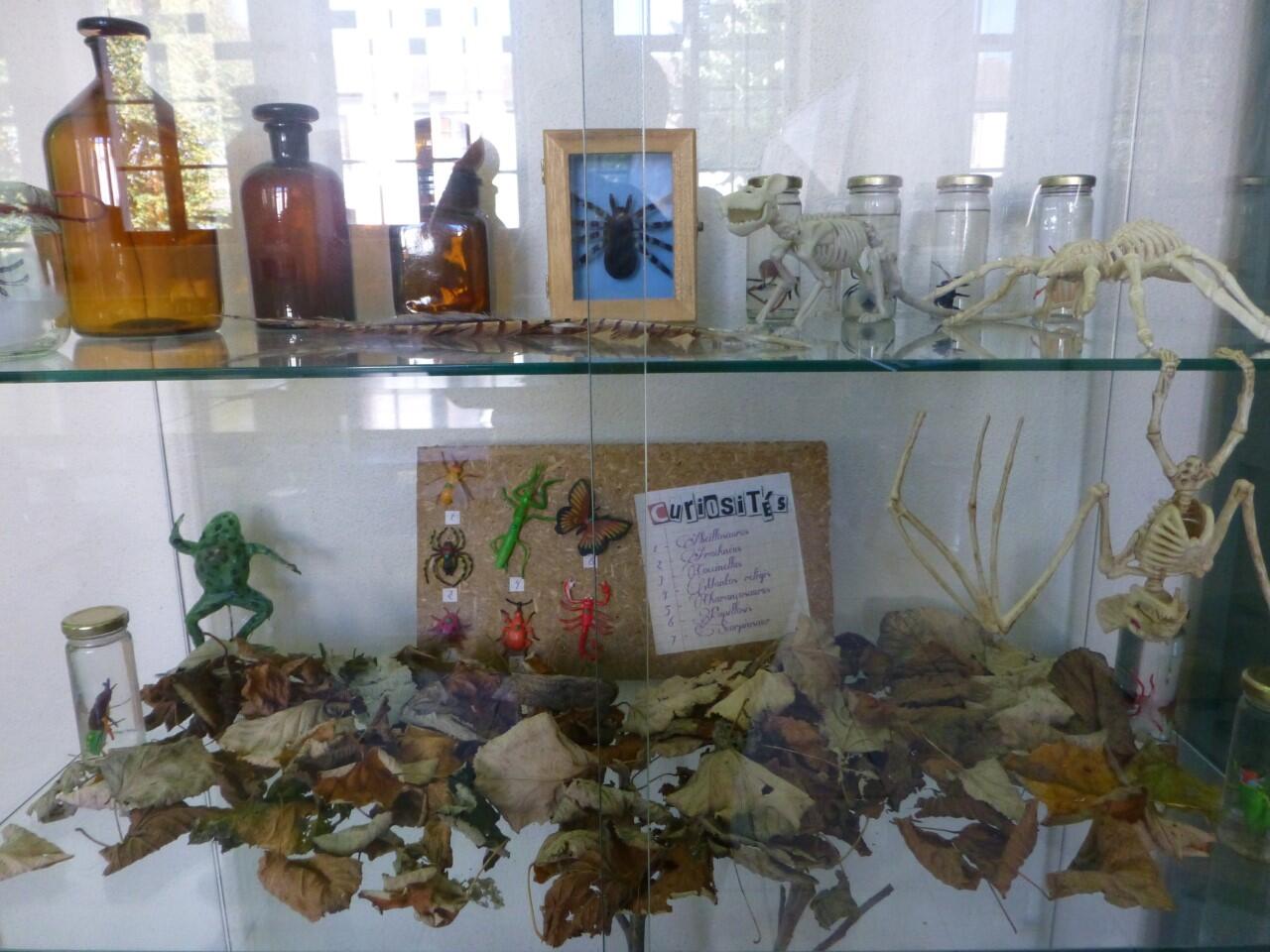 Cabinet de curiosités