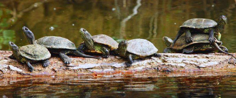 Cistudes-d-europe©CCVH