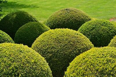 JARDIN DE BUIS
