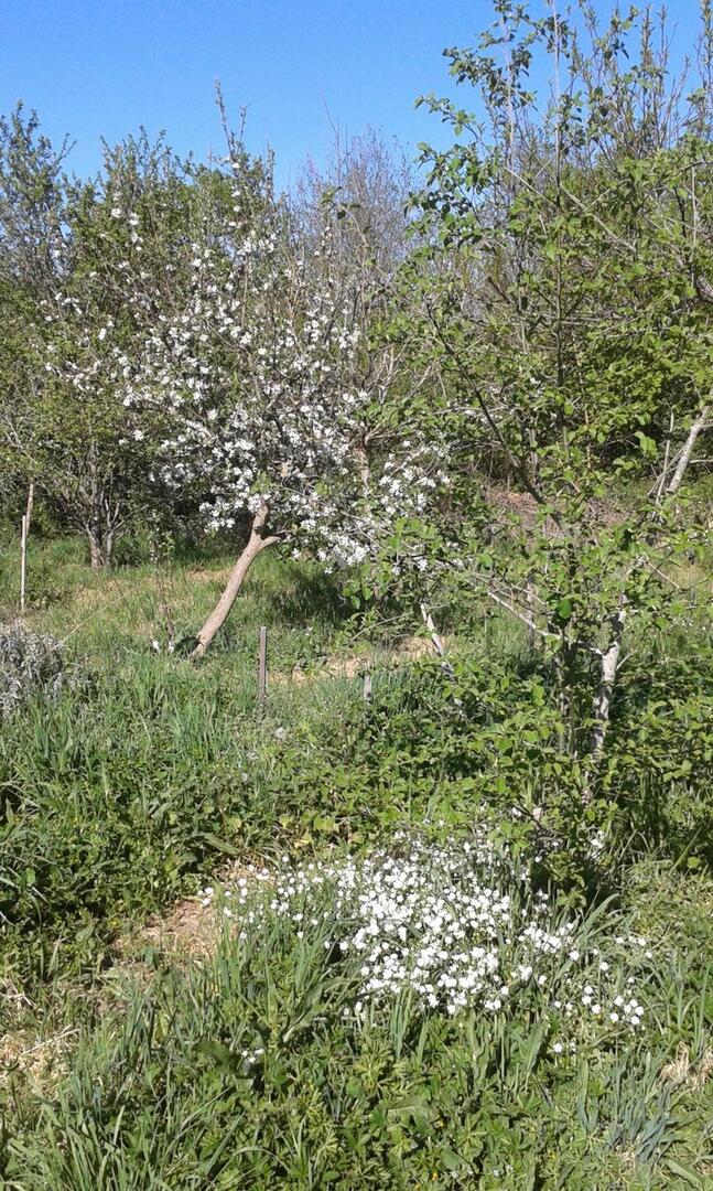 Jardin-forêt©Maximilien-Marie