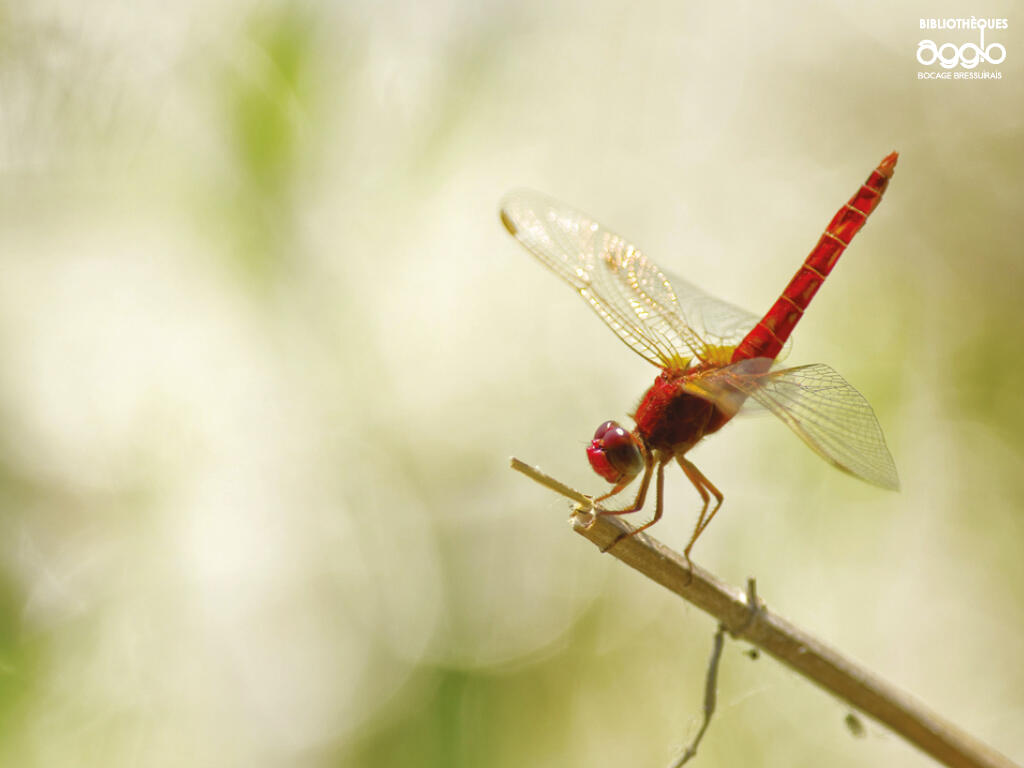 Photos de libellules