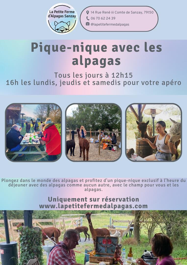 Pique-nique avec les alpagas