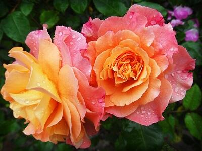 ROSES
