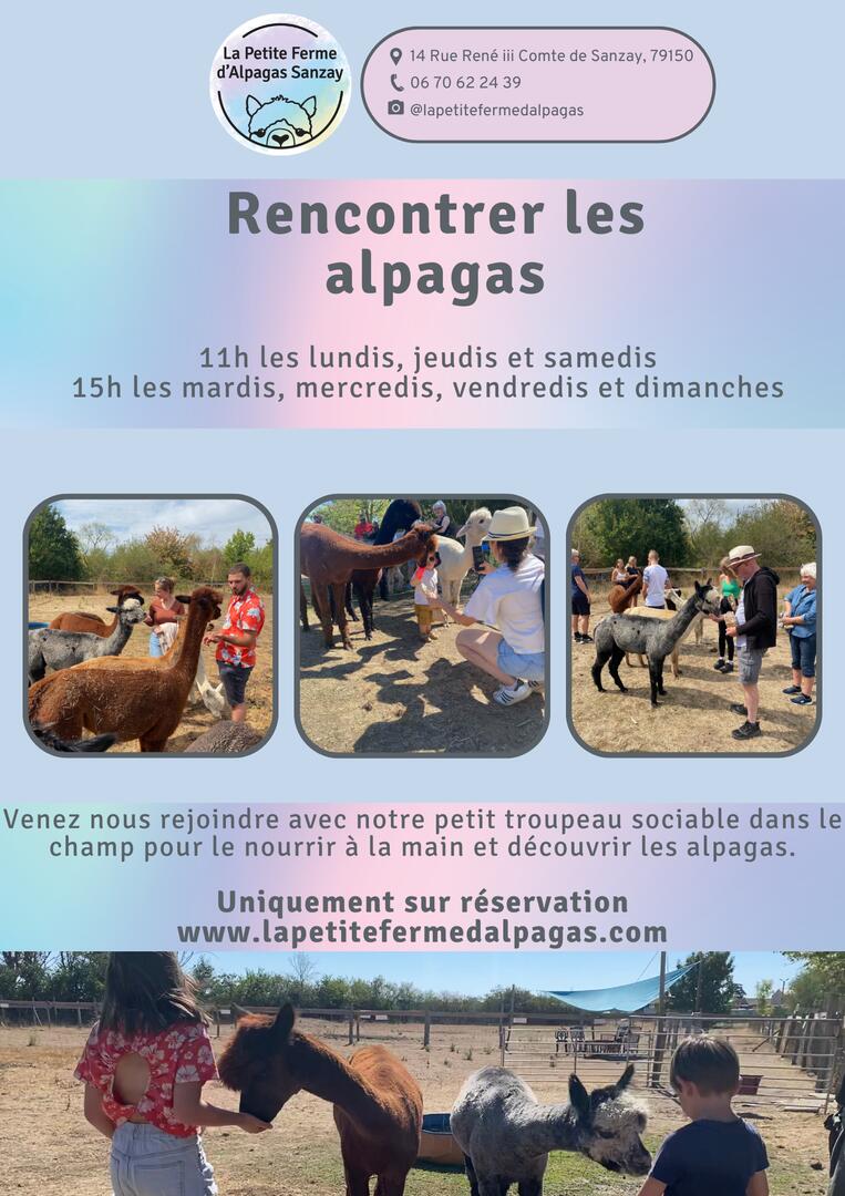 Recontrer les alpagas - 1