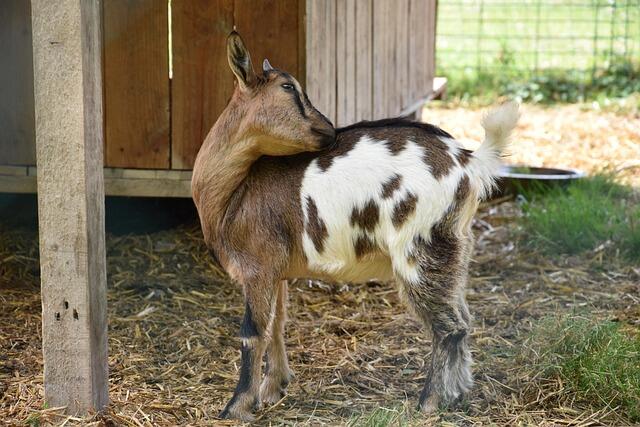 mycleverdog-goat-2981099_640