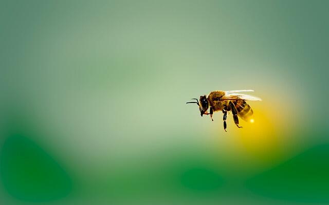 mariananbu-bee-4913122_640