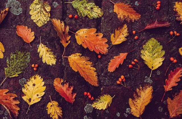 autumn