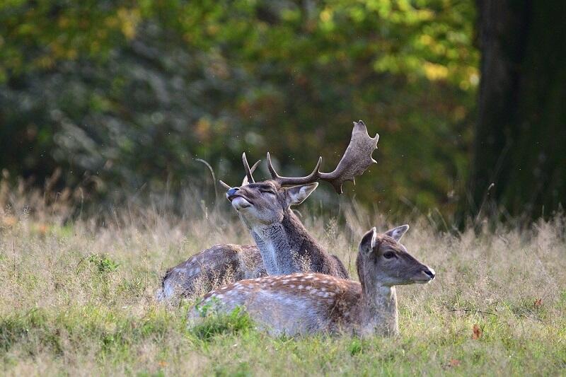 cerf