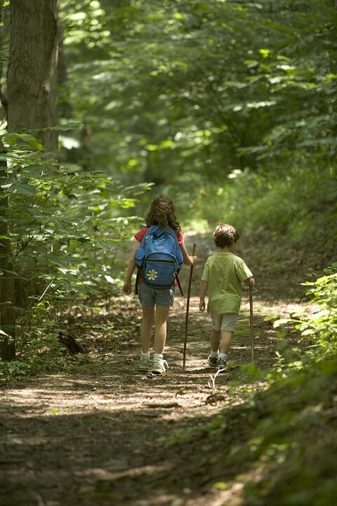 forest-386751_960_720