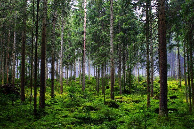 forest©Daniela de Pixabay