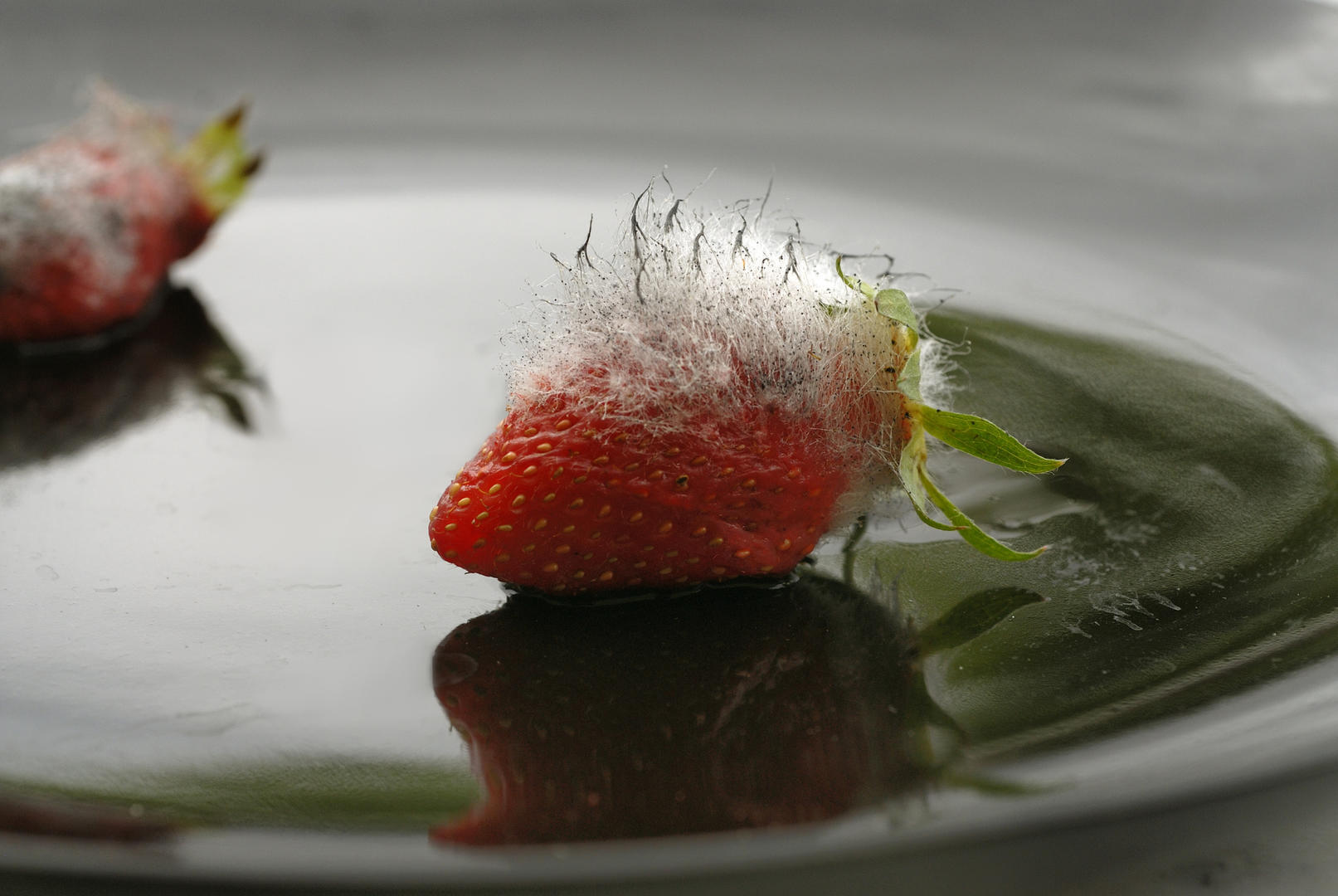 fraise22-40-40