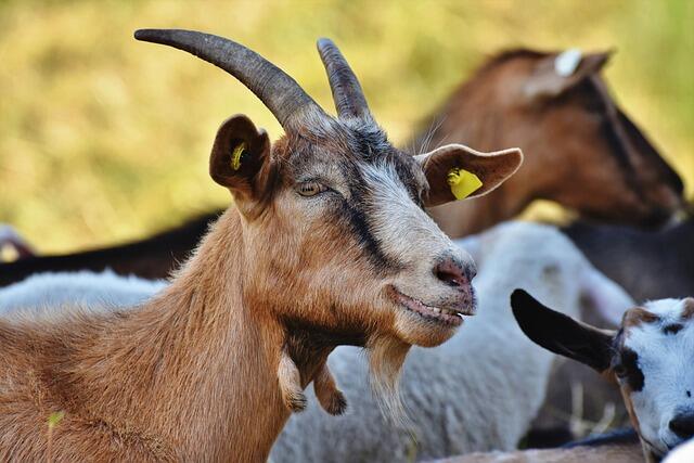 goat-4366206_640