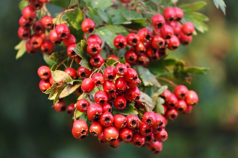 hawthorn