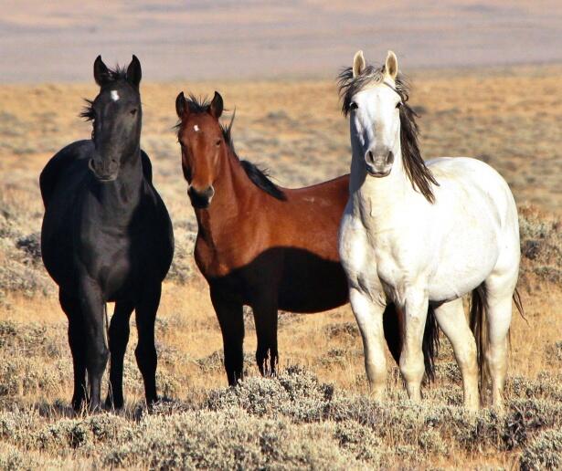 horses-14969248737mo