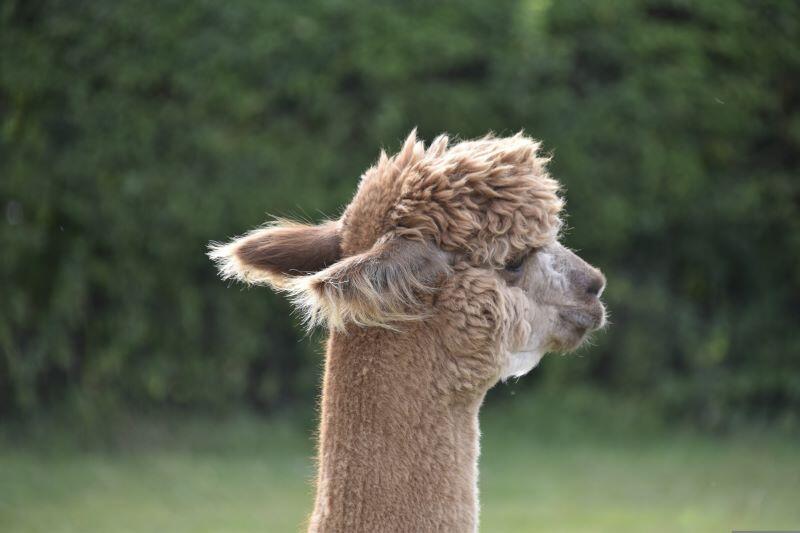 jaclou-dl-alpacas-4435477©JackieL ou DL de Pixabay