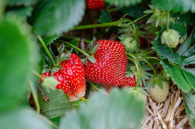 kathas_fotos-strawberries-7323943_640
